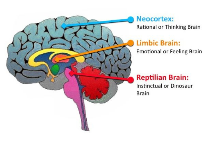 Структура триединого мозга